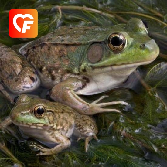 1 Woman 1 Frog
