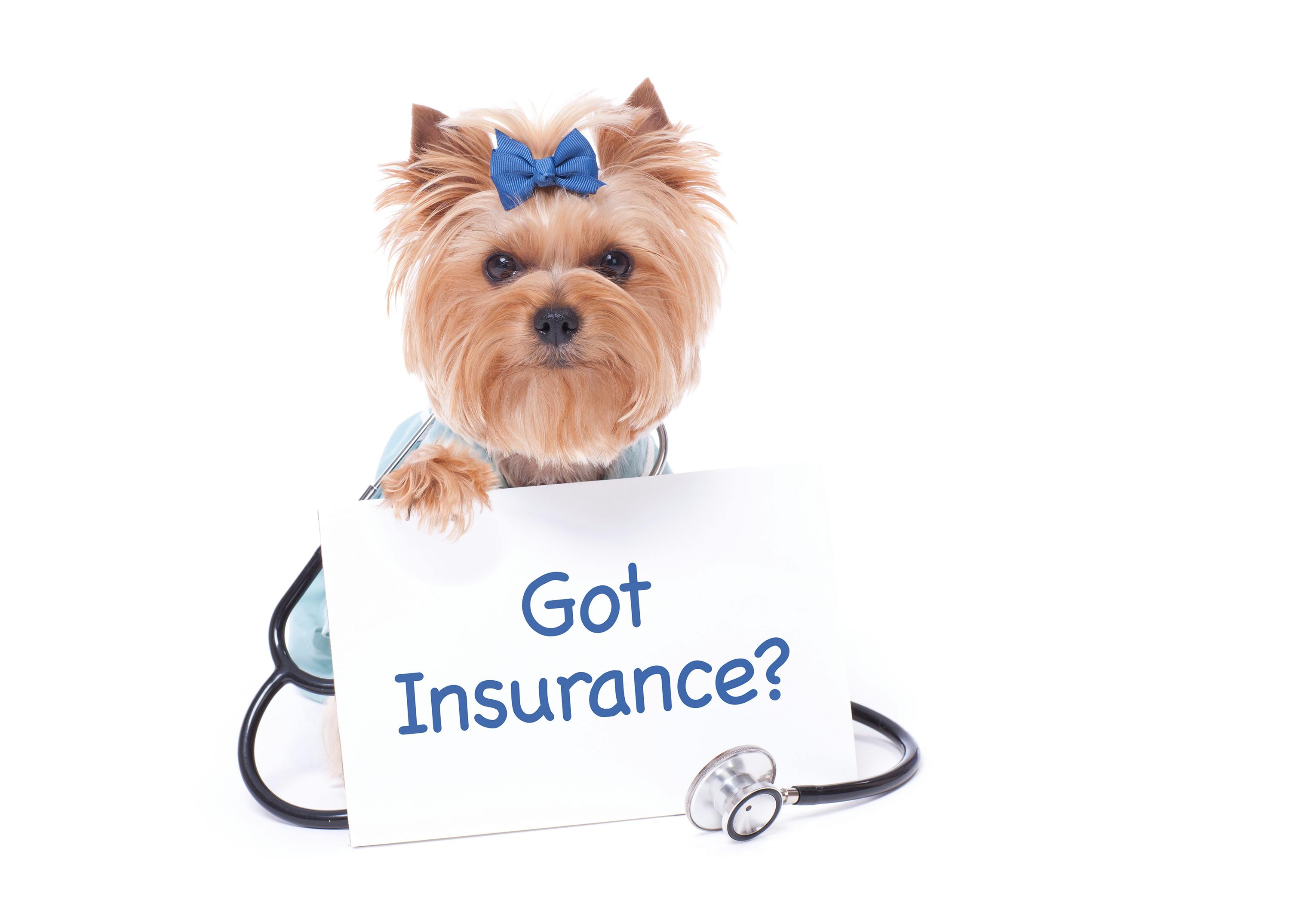 Pet Insurance Providers in Canada